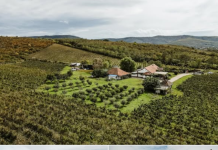 Romania Sotheby’s : Pivnițele și Crama Birăuaș din Arad, la vânzare pentru 690.000 de EURO